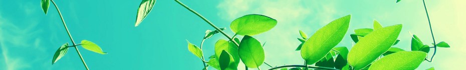 diana-parisi-naturopathe-consultation