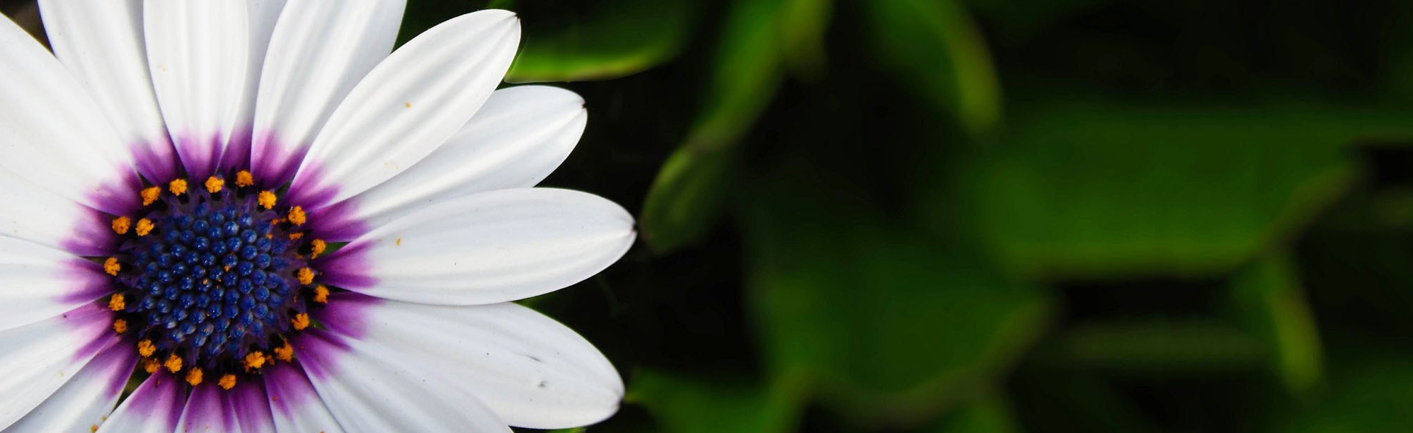 diana-parisi-naturopathe-marignane